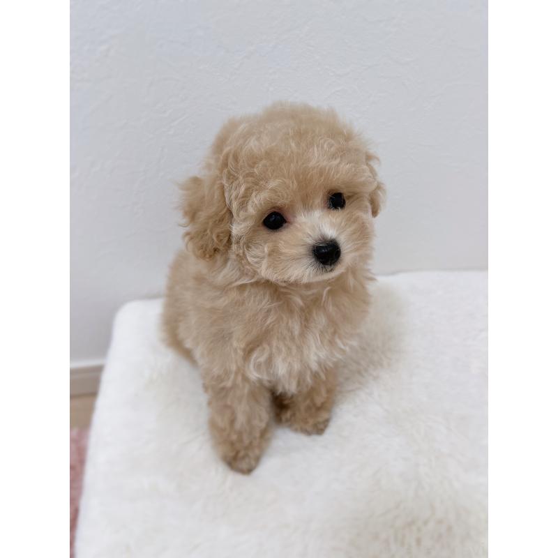 販売中の福岡県のティーカッププードル-426542の2枚目