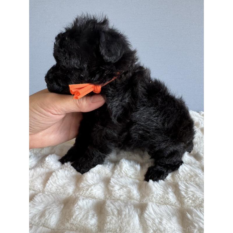 販売中の徳島県のタイニープードル-426539の8枚目