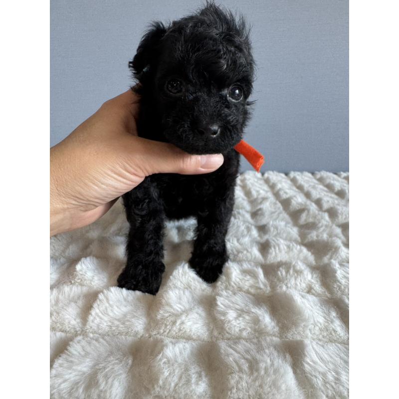 販売中の徳島県のタイニープードル-426539の7枚目