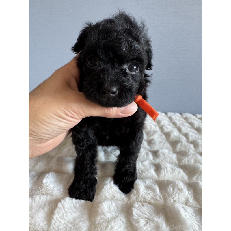 販売中の徳島県のタイニープードル-426539の6枚目