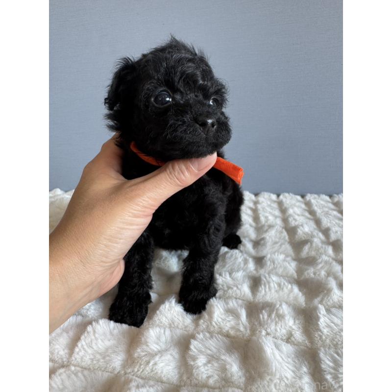 販売中の徳島県のタイニープードル-426539の5枚目