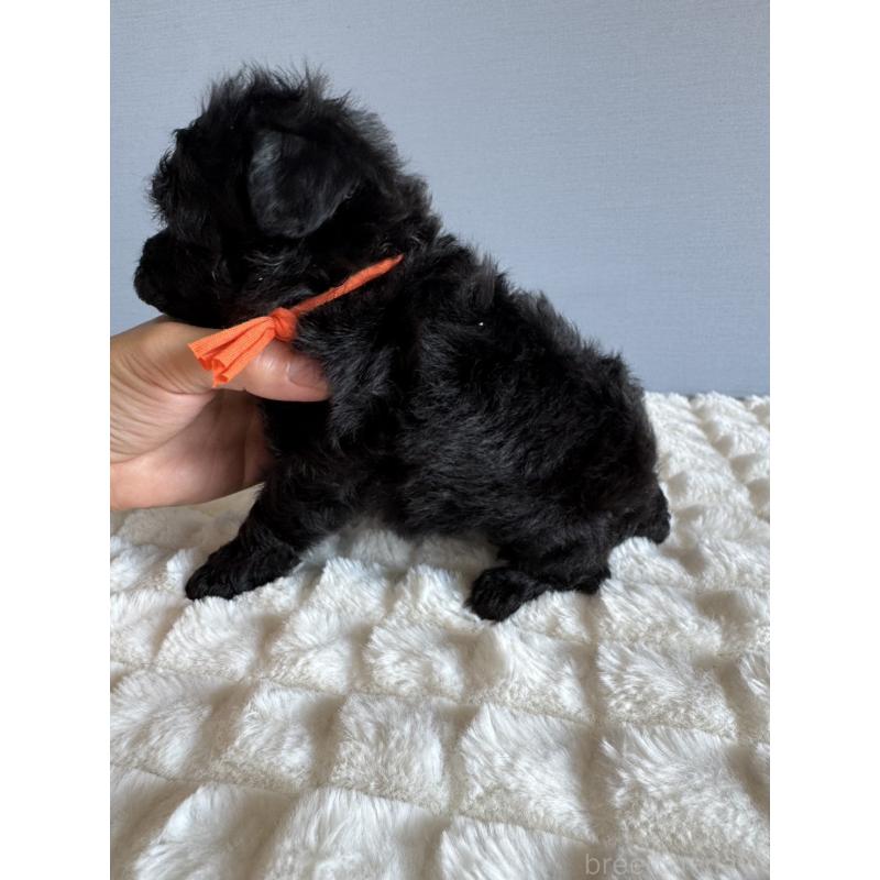 販売中の徳島県のタイニープードル-426539の4枚目