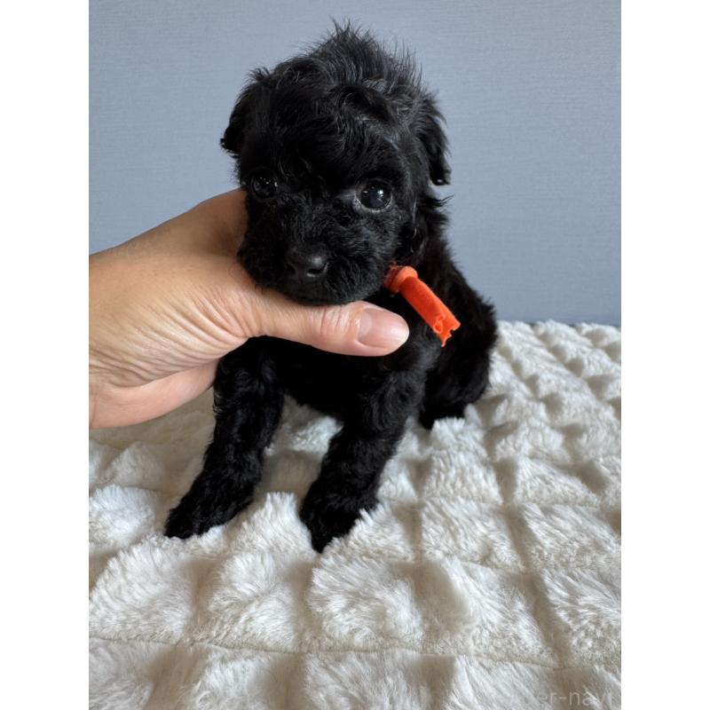 販売中の徳島県のタイニープードル-426539の3枚目