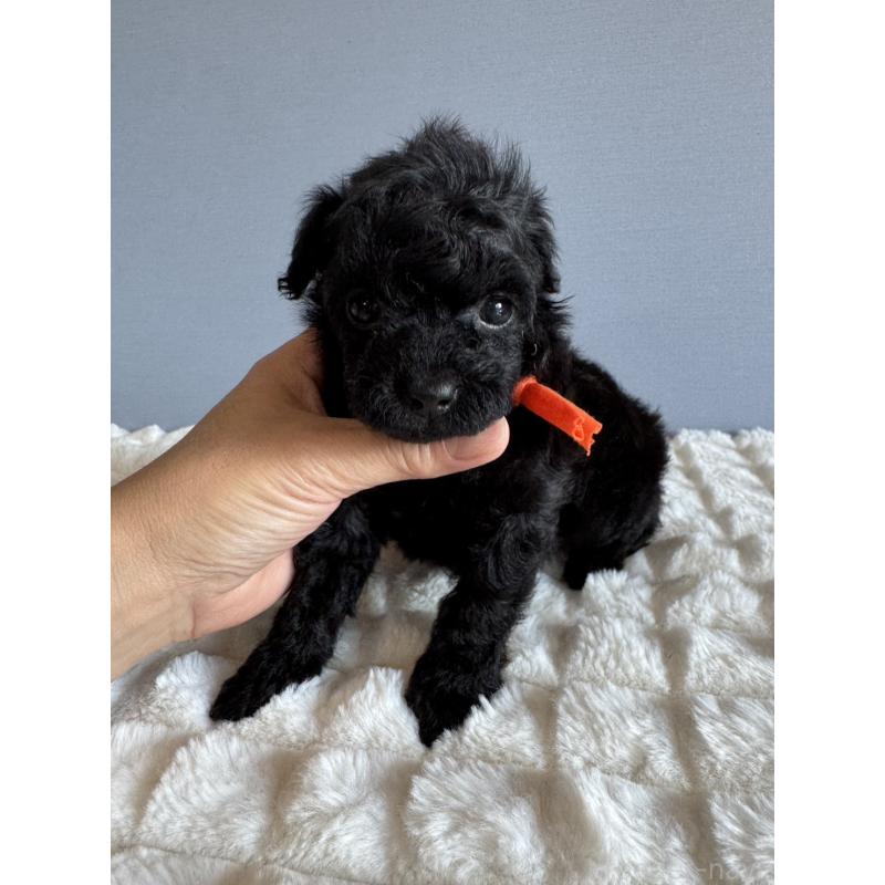 販売中の徳島県のタイニープードル-426539の2枚目