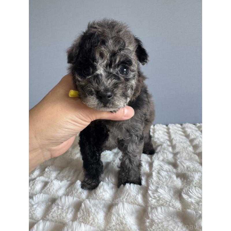 販売中の徳島県のタイニープードル-426540