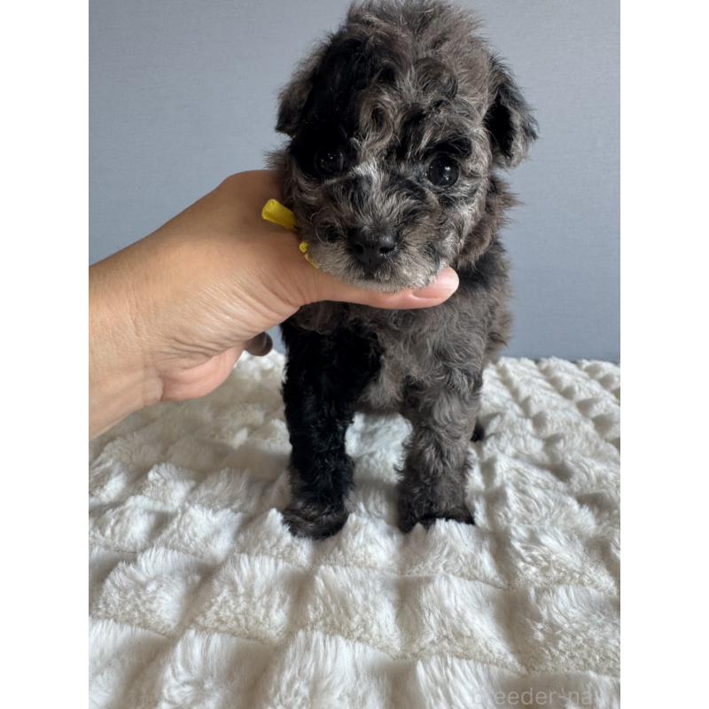 販売中の徳島県のタイニープードル-426540の10枚目