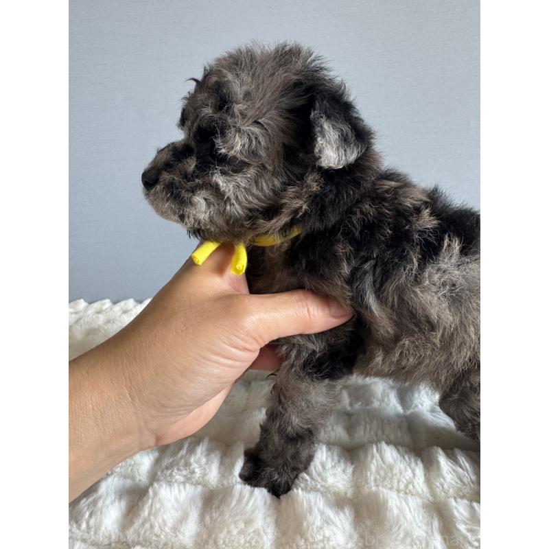 販売中の徳島県のタイニープードル-426540の9枚目