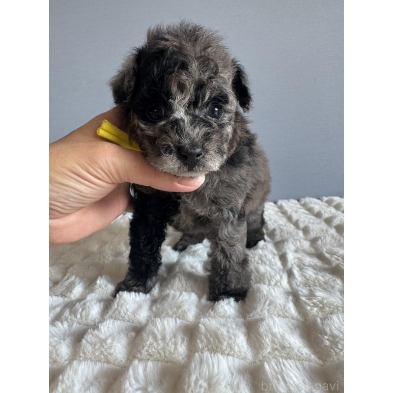 販売中の徳島県のタイニープードル-426540の8枚目