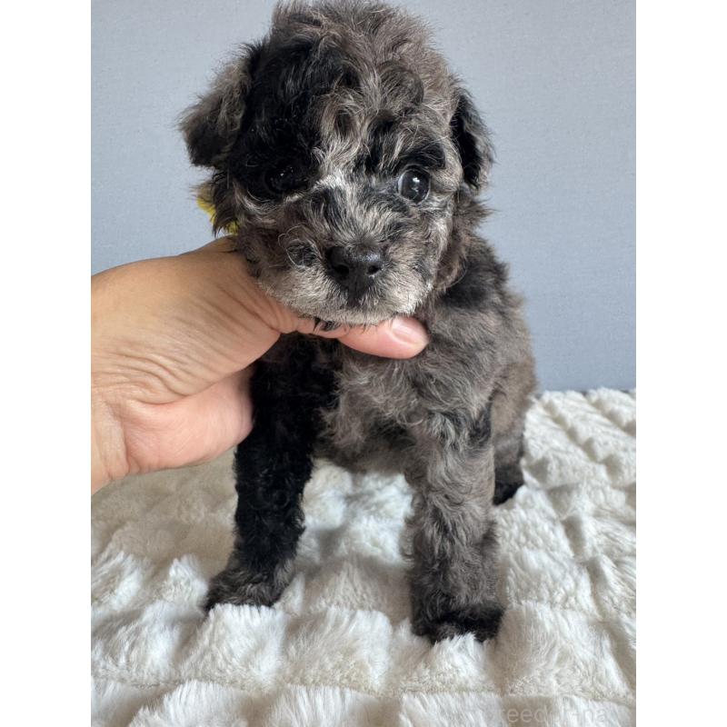 販売中の徳島県のタイニープードル-426540の7枚目