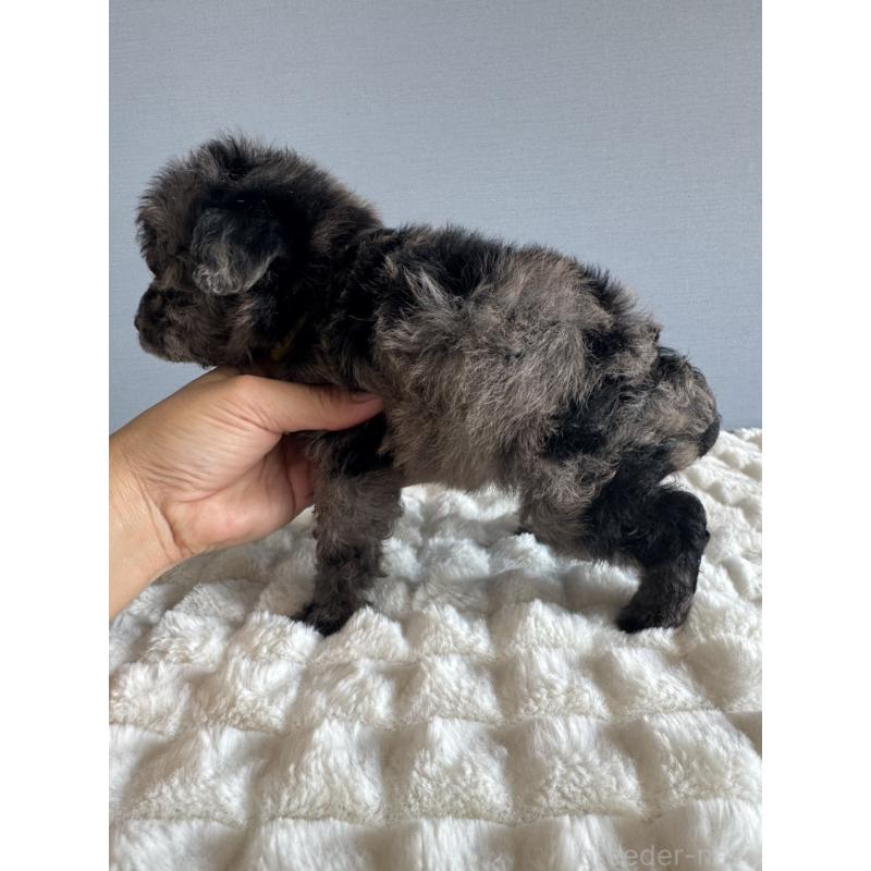 販売中の徳島県のタイニープードル-426540の6枚目