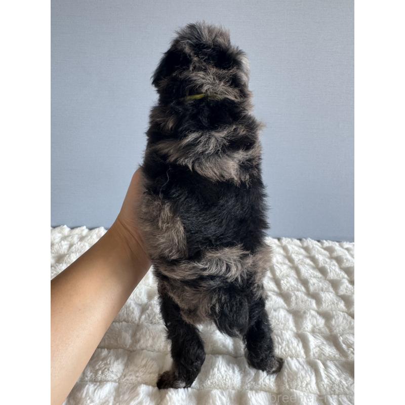 販売中の徳島県のタイニープードル-426540の5枚目