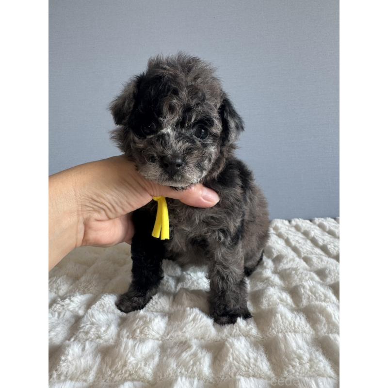 販売中の徳島県のタイニープードル-426540の4枚目