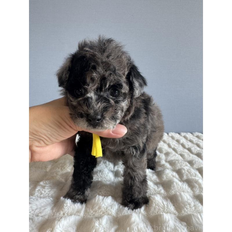 販売中の徳島県のタイニープードル-426540の3枚目