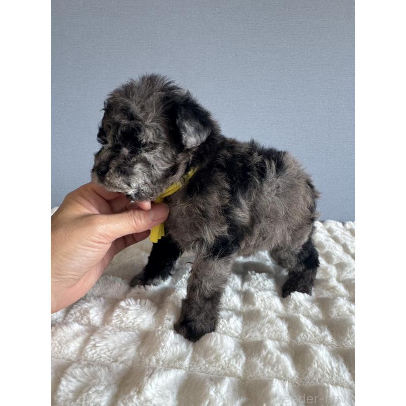 販売中の徳島県のタイニープードル-426540の2枚目