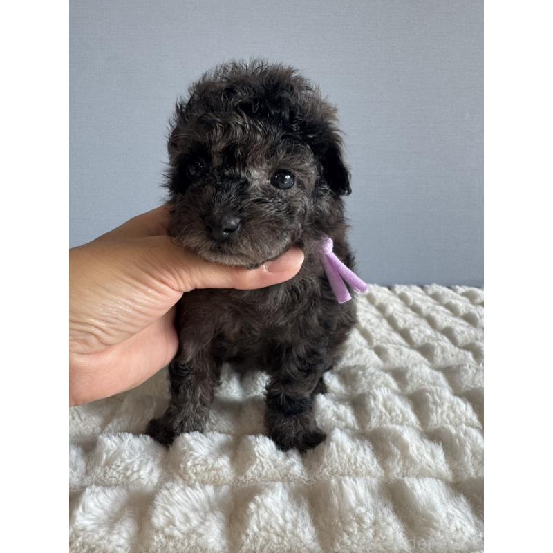 販売中の徳島県のタイニープードル-426541の10枚目