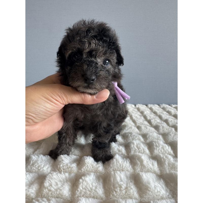 販売中の徳島県のタイニープードル-426541の9枚目