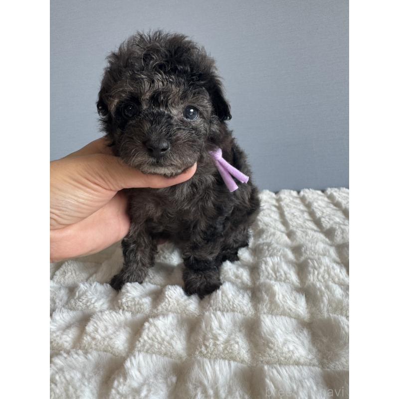 販売中の徳島県のタイニープードル-426541の8枚目
