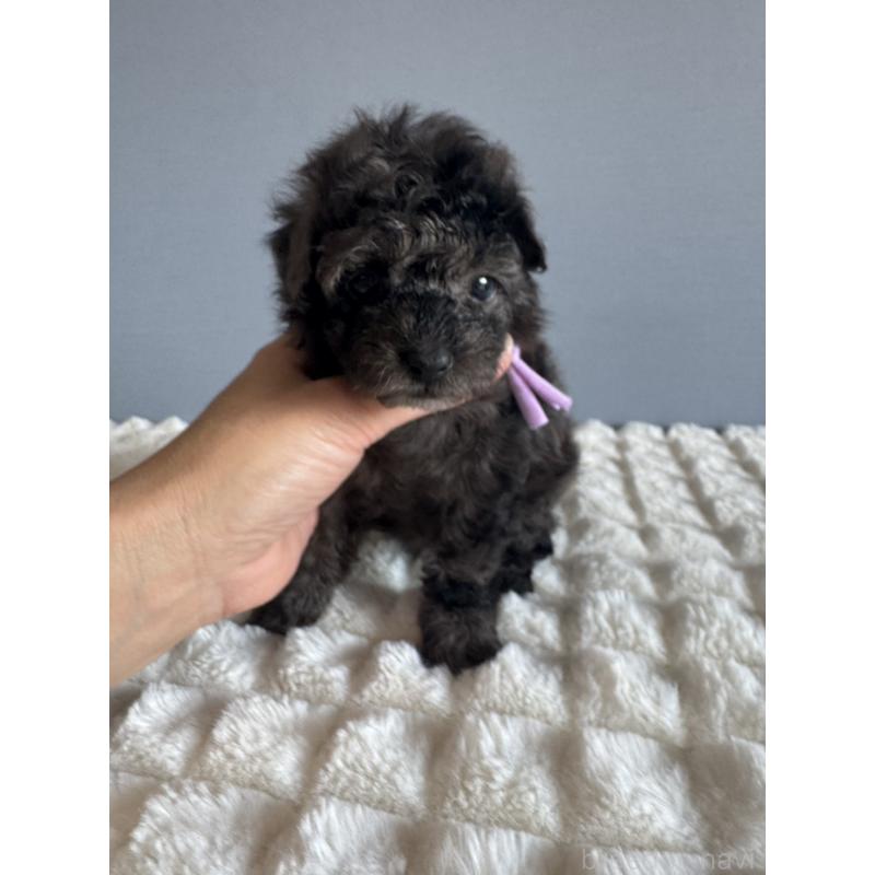 販売中の徳島県のタイニープードル-426541の7枚目