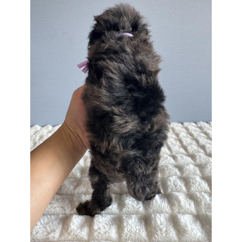 販売中の徳島県のタイニープードル-426541の6枚目