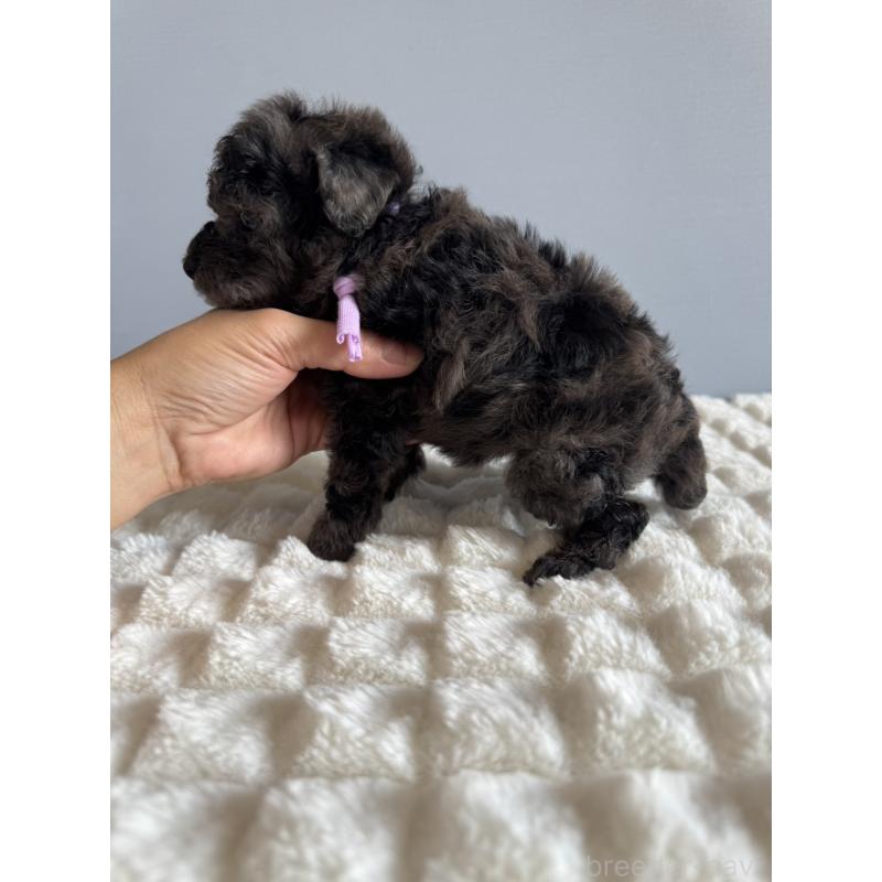 販売中の徳島県のタイニープードル-426541の5枚目