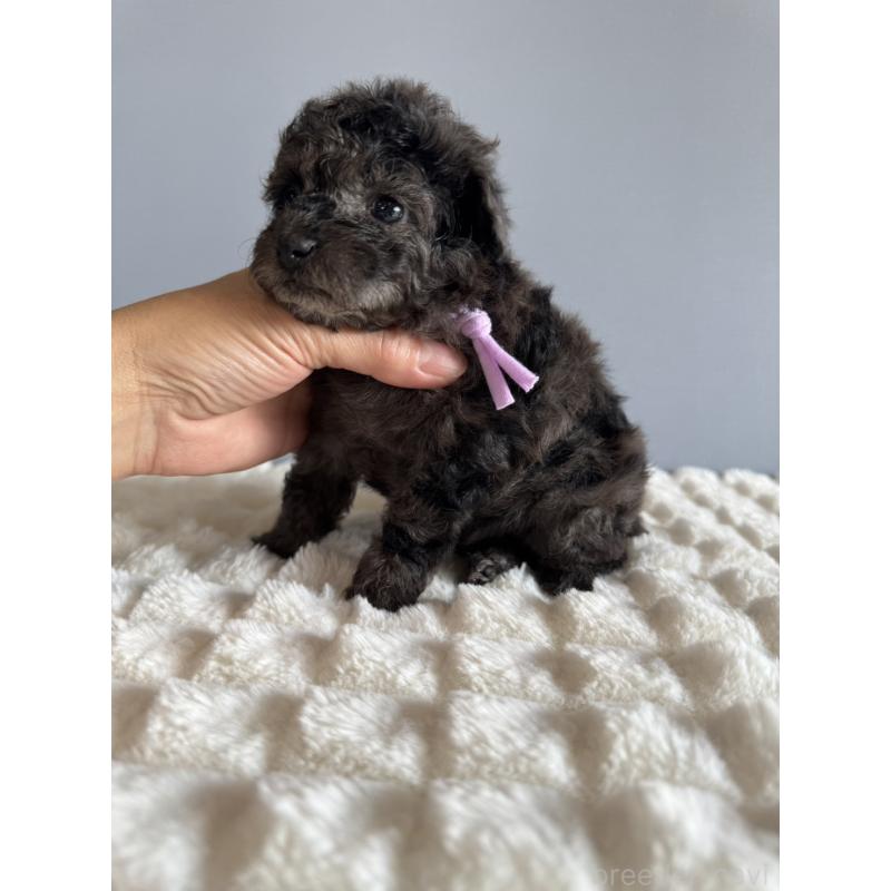 販売中の徳島県のタイニープードル-426541の4枚目