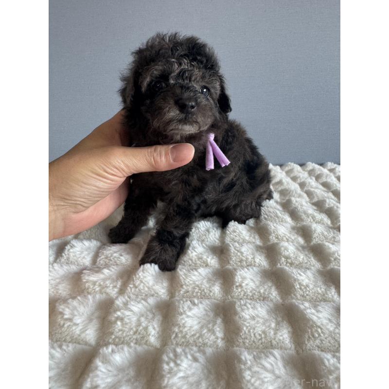 販売中の徳島県のタイニープードル-426541の3枚目