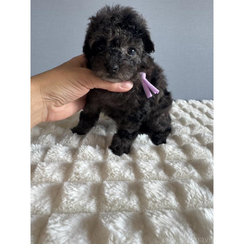 販売中の徳島県のタイニープードル-426541の2枚目