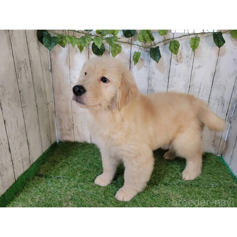 販売中の三重県のゴールデンレトリーバー-419834の5枚目