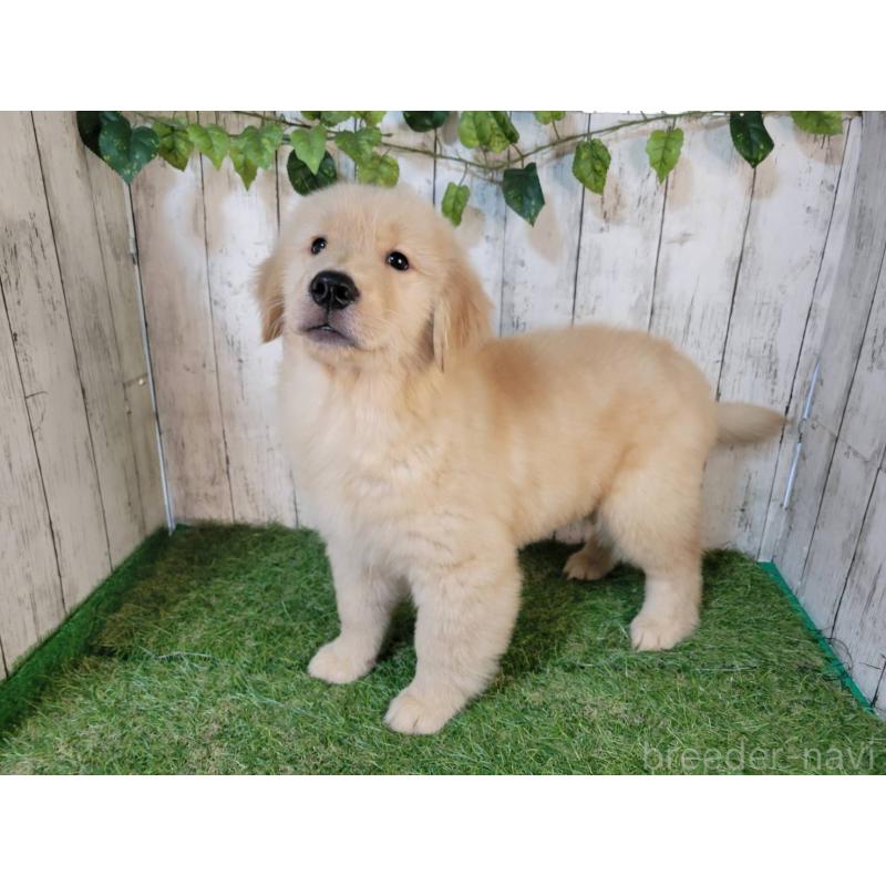 販売中の三重県のゴールデンレトリーバー-419834の4枚目