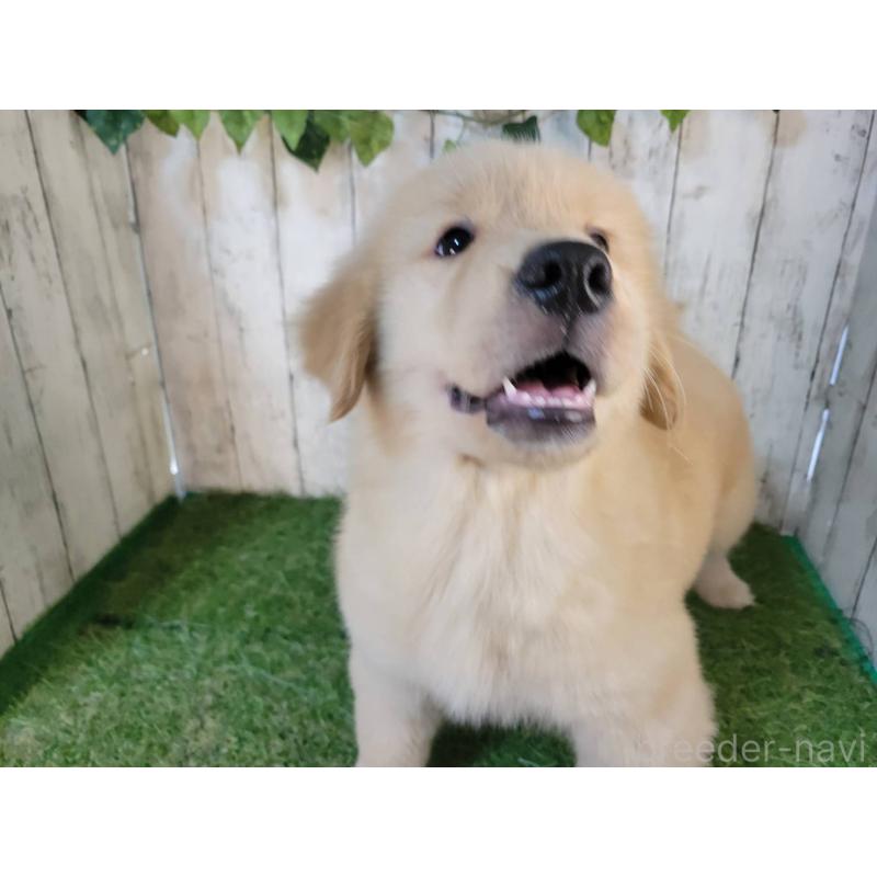販売中の三重県のゴールデンレトリーバー-419834の3枚目