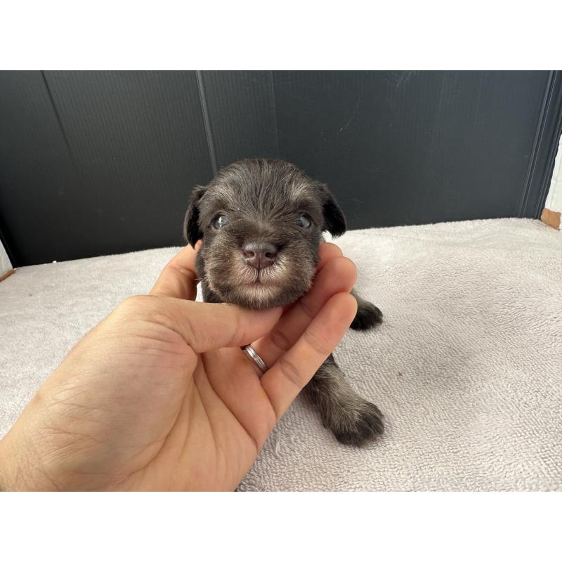 販売中の栃木県のミニチュアシュナウザー-425409の2枚目