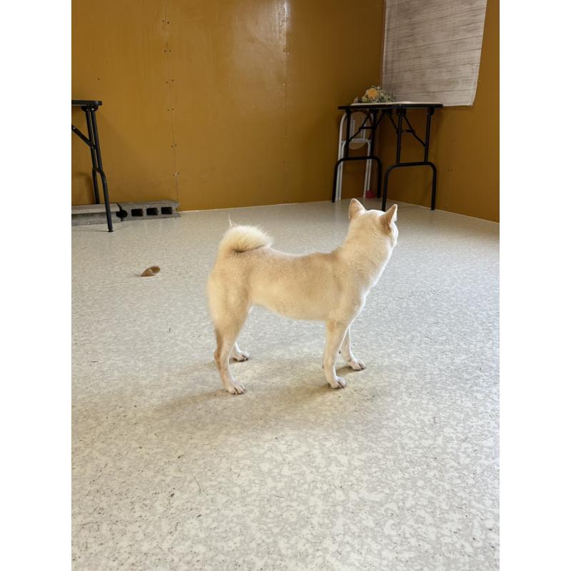 販売中の岡山県の豆柴-426544の18枚目