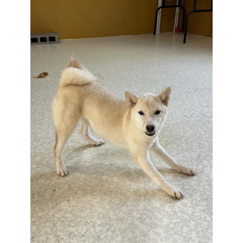 販売中の岡山県の豆柴-426544の17枚目