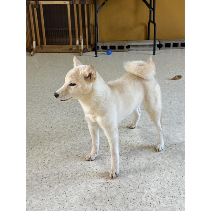 販売中の岡山県の豆柴-426544の16枚目