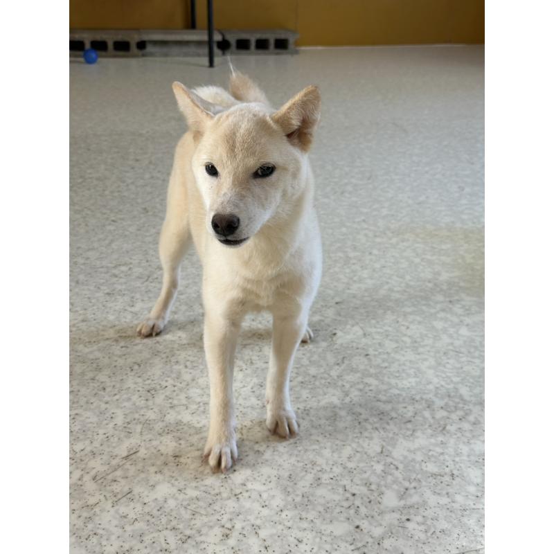 販売中の岡山県の豆柴-426544の15枚目