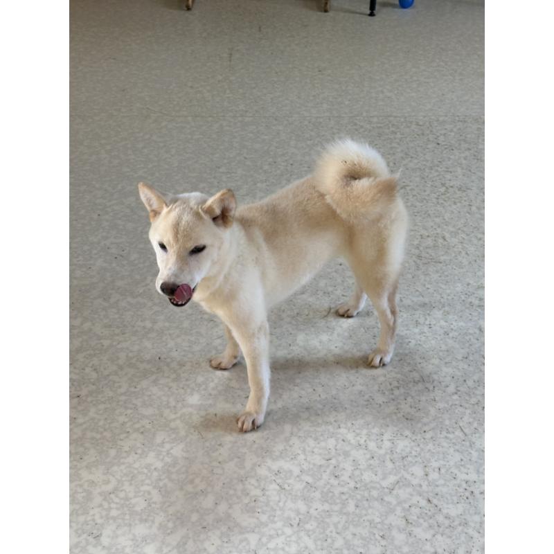 販売中の岡山県の豆柴-426544の14枚目