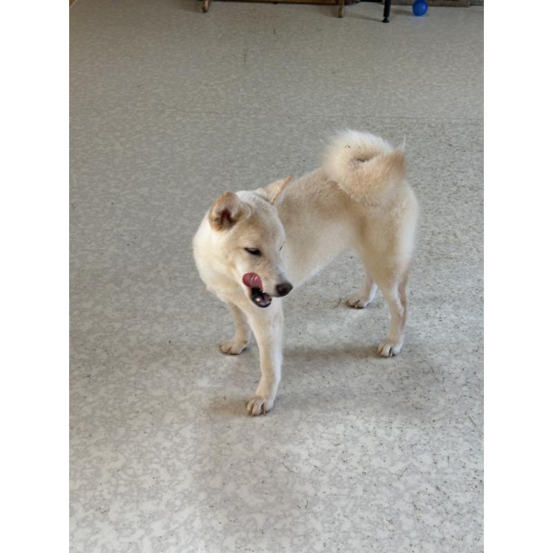 販売中の岡山県の豆柴-426544の13枚目