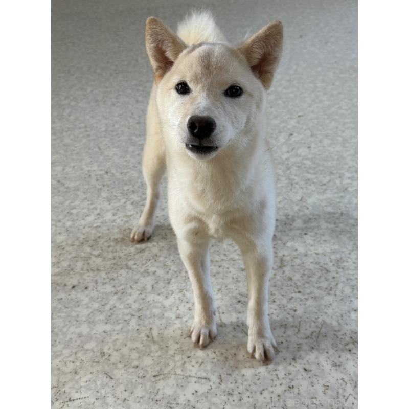 販売中の岡山県の豆柴-426544の12枚目