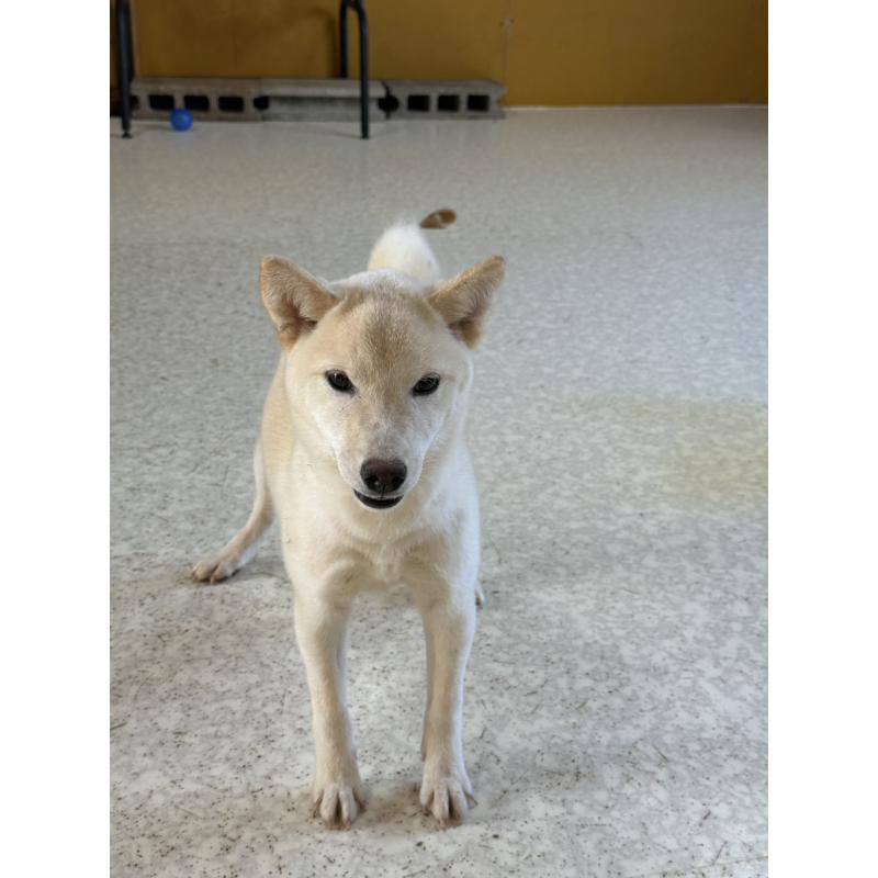 販売中の岡山県の豆柴-426544の11枚目