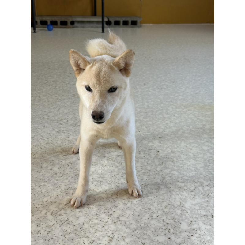 販売中の岡山県の豆柴-426544の10枚目