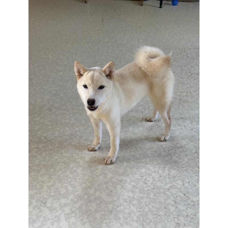 販売中の岡山県の豆柴-426544の9枚目