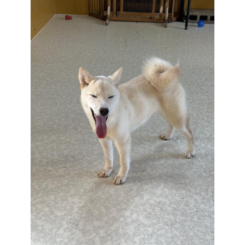 販売中の岡山県の豆柴-426544の8枚目