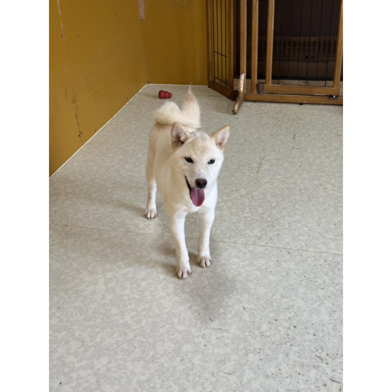 販売中の岡山県の豆柴-426544の7枚目