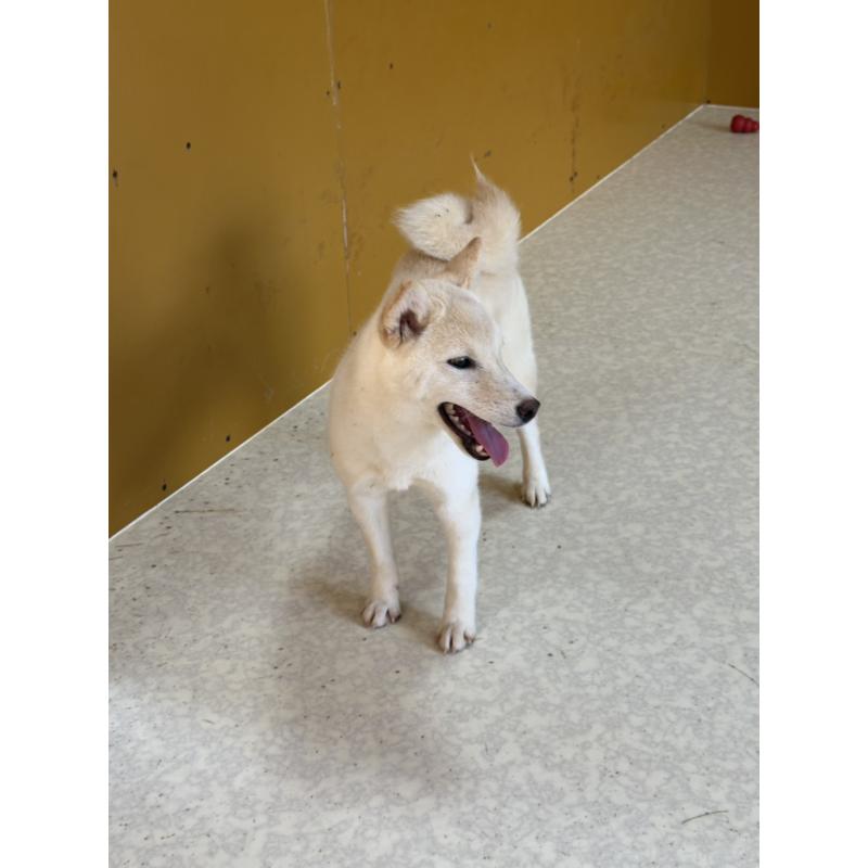 販売中の岡山県の豆柴-426544の6枚目