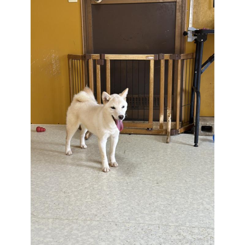 販売中の岡山県の豆柴-426544の5枚目