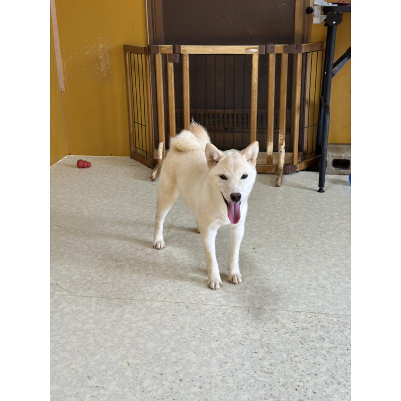 販売中の岡山県の豆柴-426544の4枚目