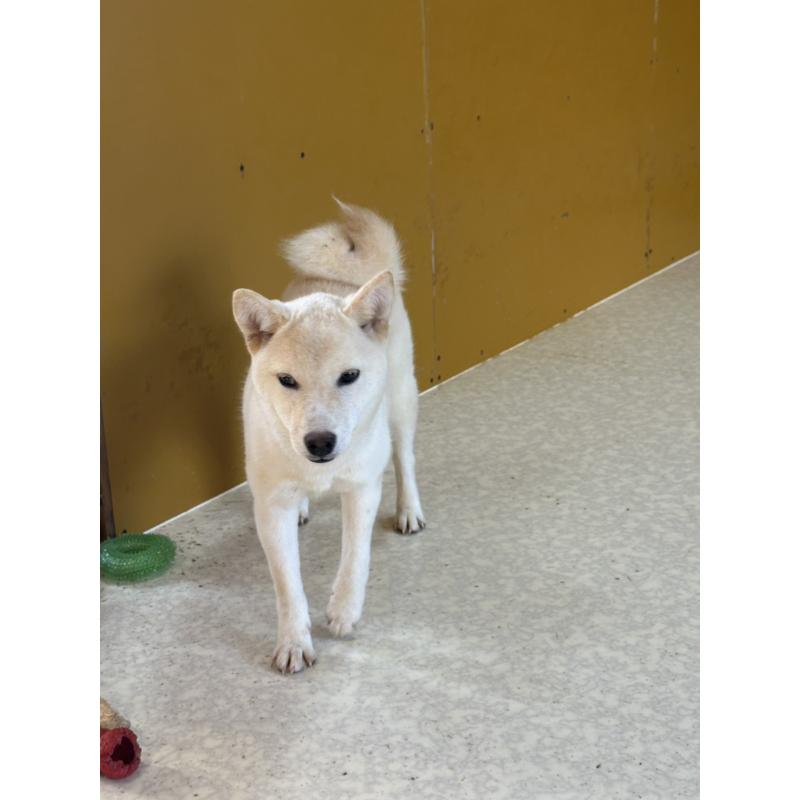 販売中の岡山県の豆柴-426544の3枚目