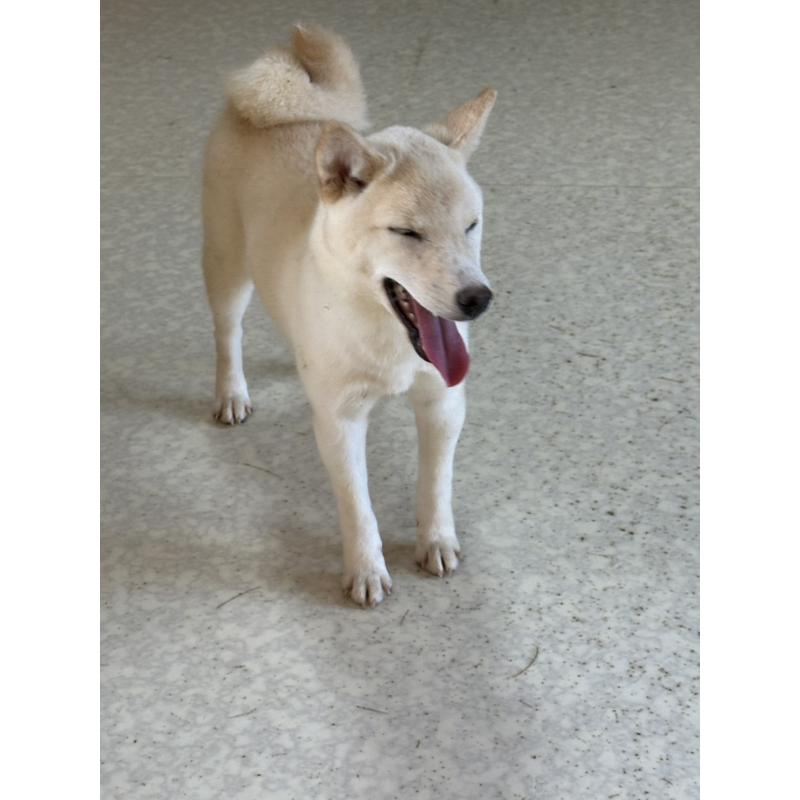 販売中の岡山県の豆柴-426544の2枚目