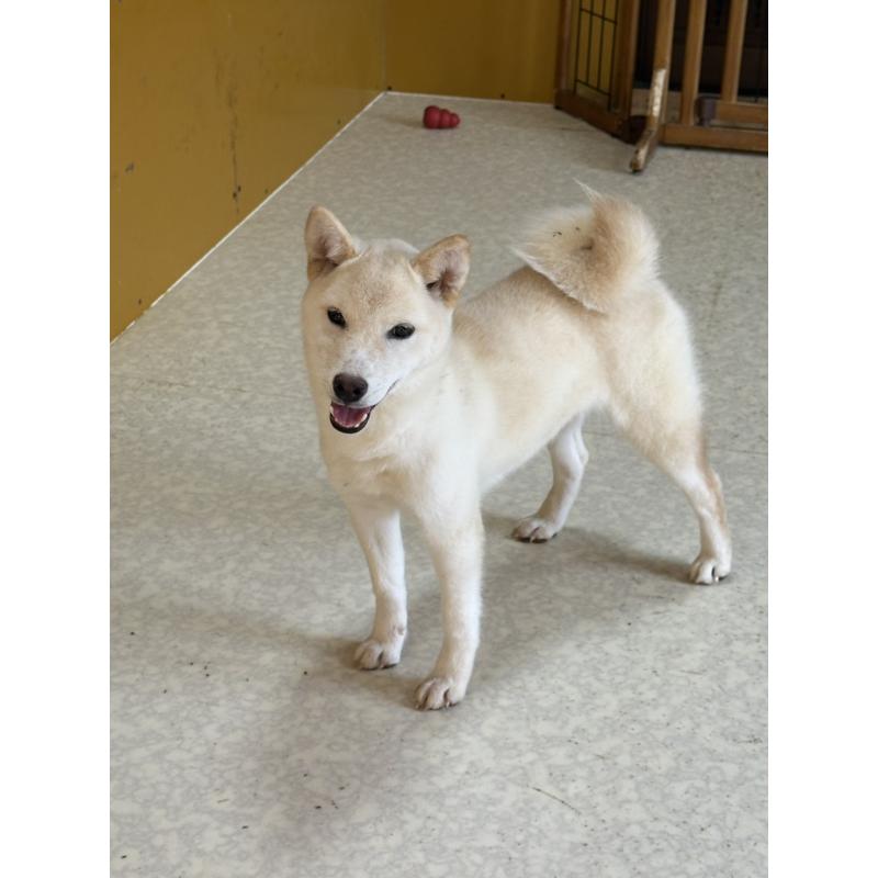 販売中の岡山県の豆柴-426544