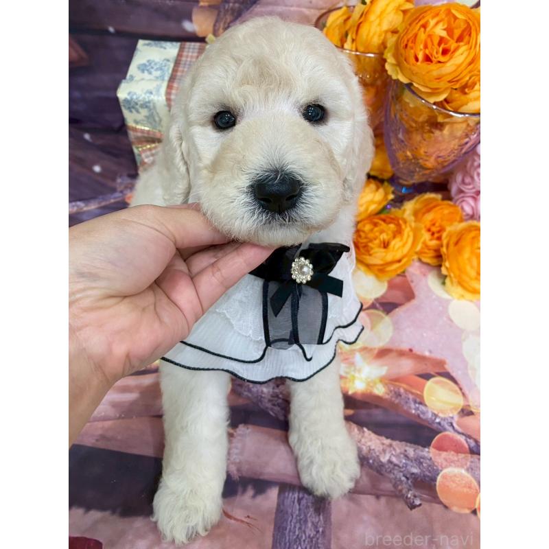 販売中の兵庫県のスタンダードプードル-422005